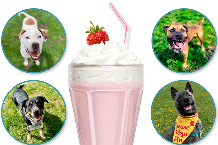 Mutts & Milkshakes